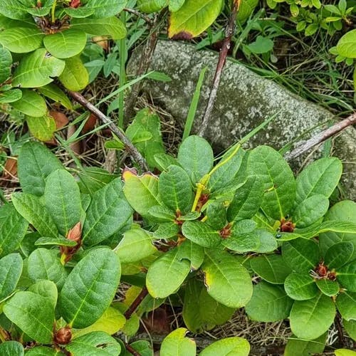 キバナシャクナゲ（黄花石楠花） (Rhododendron aureum)-i