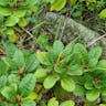 キバナシャクナゲ（黄花石楠花） (Rhododendron aureum)-i