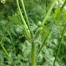 Spreading hedge-parsley (Torilis arvensis)-i