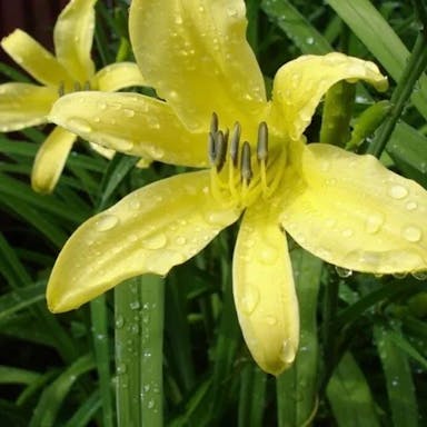 Citron day-lily