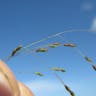 ヌカキビ（糠黍） (Panicum bisulcatum)-i