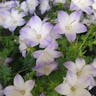 ニワギキョウ（庭桔梗） (Campanula carpatica)-i