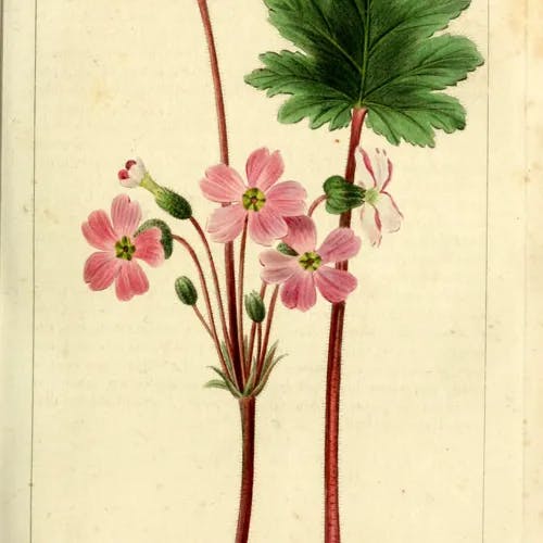 カンザクラ（寒桜（サクラソウ科）） (Primula sinensis)-i