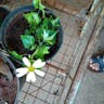 Natal-ivy (Senecio macroglossus)-i