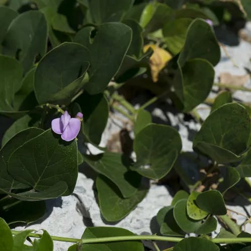 ハマナタマメ（浜鉈豆） (Canavalia lineata)-i