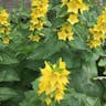 Large loosestrife (Lysimachia punctata)-i