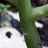 Tree stonecrop (Sedum dendroideum)-i