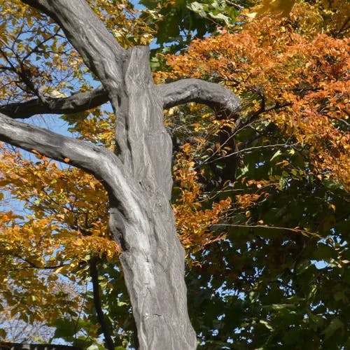 アカシデ（赤四手） (Carpinus laxiflora)-i