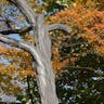 アカシデ（赤四手） (Carpinus laxiflora)-i