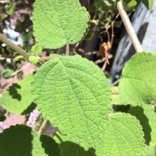 フブキバナ（吹雪花） (Tetradenia riparia)-i