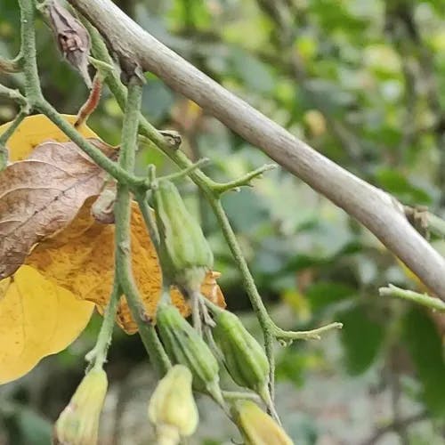 アサガラ（麻殻） (Pterostyrax corymbosus)-i