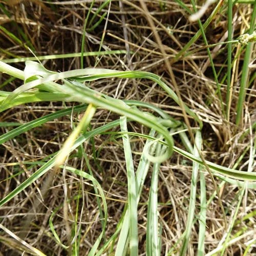 ムギナデシコ（麦撫子） (Tragopogon porrifolius)-i