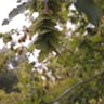 Eastern hornbeam (Carpinus orientalis)-i