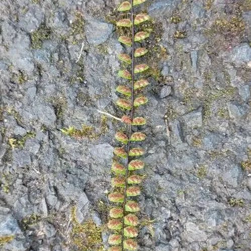 チャセンシダ（茶筅羊歯） (Asplenium trichomanes)-i