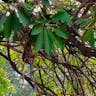 ジタノキ（ジタの木） (Alstonia scholaris)-i