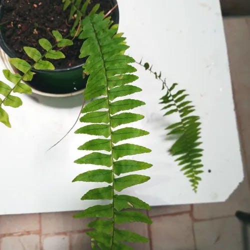 Ebony spleenwort (Asplenium platyneuron)-i