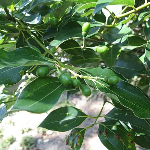 ニッケイ（肉桂） (Cinnamomum sieboldii)-i