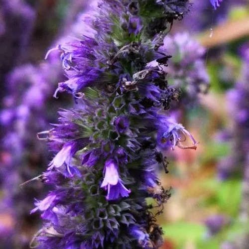 Chinese giant-hyssop (Agastache rugosa)-i