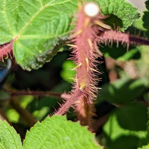 Wine raspberry (Rubus phoenicolasius)-i