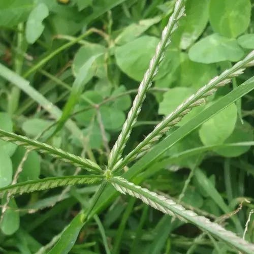 Crowfoot grass (Eleusine indica)-i