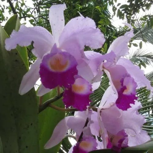 Christmas orchid (Cattleya trianae)-i