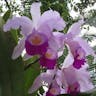 Christmas orchid (Cattleya trianae)-i