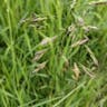 ナガハグサ（長葉草） (Poa pratensis)-i