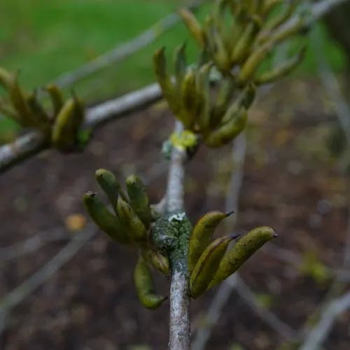 カツラ（桂） (Cercidiphyllum japonicum)-i