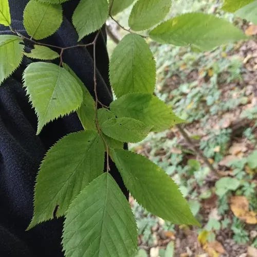 American hop-hornbeam (Ostrya virginiana)-i