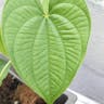 ニガカシュウ（苦何首烏） (Dioscorea bulbifera)-i