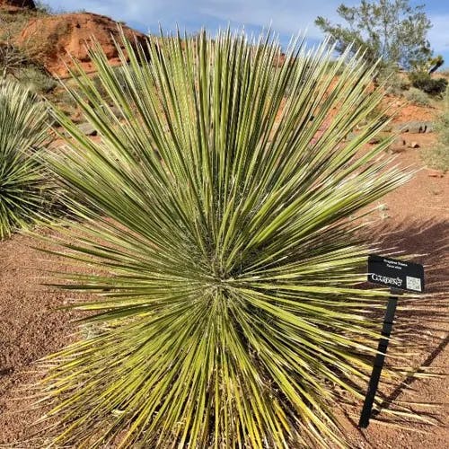 Soaptree yucca (Yucca elata)-i