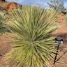 Soaptree yucca (Yucca elata)-i