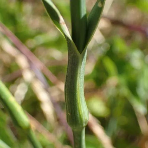 ホソバナデシコ（細葉撫子） (Dianthus carthusianorum)-i
