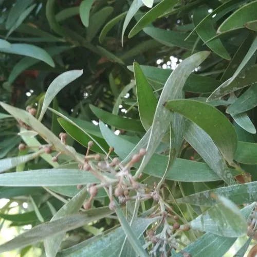 Australian blackwood (Acacia melanoxylon)-i