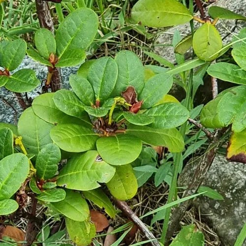 キバナシャクナゲ（黄花石楠花） (Rhododendron aureum)-i