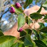 Magenta lilly-pilly (Syzygium paniculatum)-i