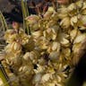 Mohave yucca (Yucca schidigera)-i