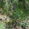 ハネムスカリ（羽根ムスカリ） (Muscari comosum)-i