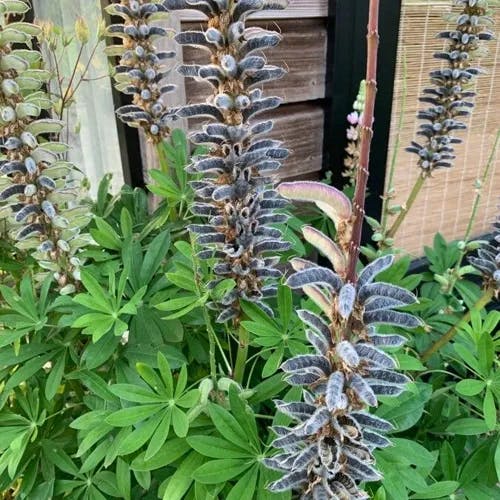 ルピナス (Lupinus polyphyllus)-i