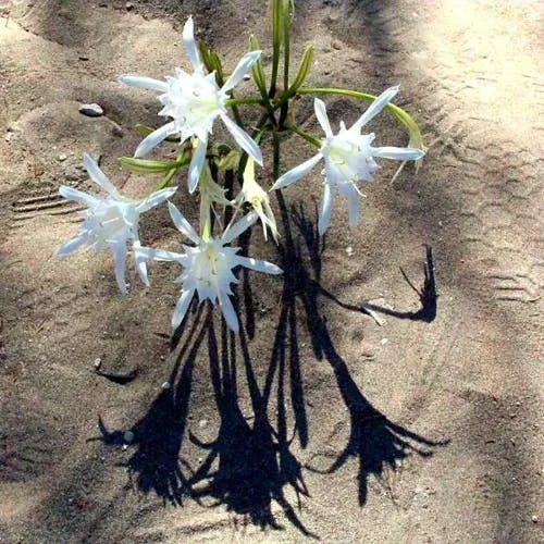 Sea-daffodil (Pancratium maritimum)-i