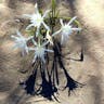 Sea-daffodil (Pancratium maritimum)-i