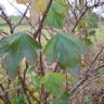 Alpine currant (Ribes alpinum)-i