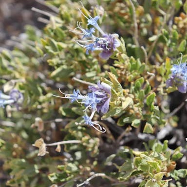 Mojave sage