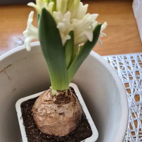 ヒヤシンス（風信子） (Hyacinthus orientalis)-i