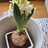 ヒヤシンス（風信子） (Hyacinthus orientalis)-i