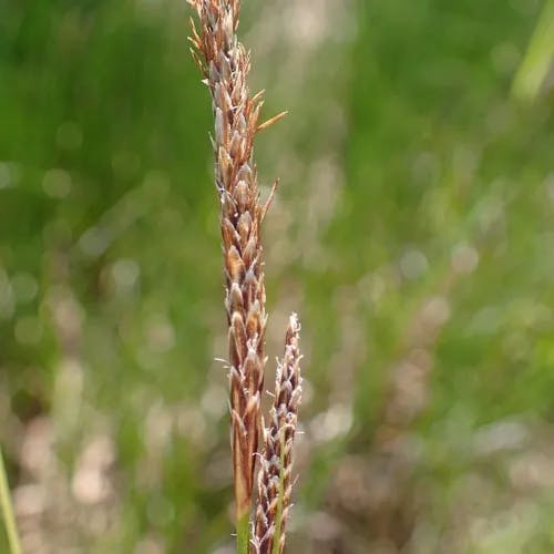 オニナルコスゲ（鬼鳴子菅） (Carex vesicaria)-i