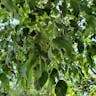 European hackberry (Celtis australis)-i