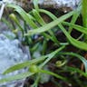 スゲシダ（菅羊歯） (Asplenium septentrionale)-i