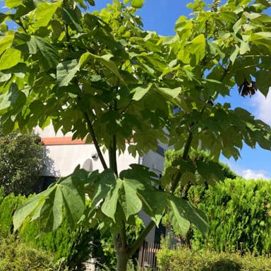 Chinese bottle tree