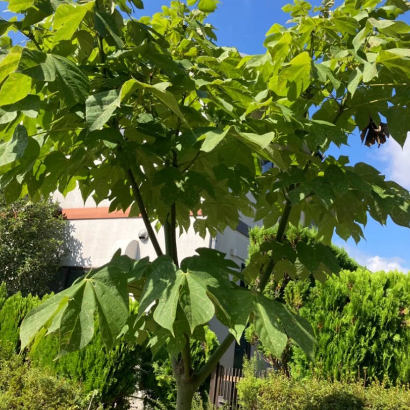 Chinese bottle tree (Firmiana simplex)-i